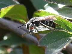Lasioglossum sexnotatum