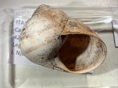 Helix ligata