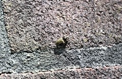 Prosternon tessellatum