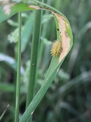 Subcoccinella vigintiquatuorpunctata
