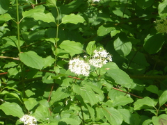 Cornus sanguinea