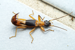 Pygidicranidae