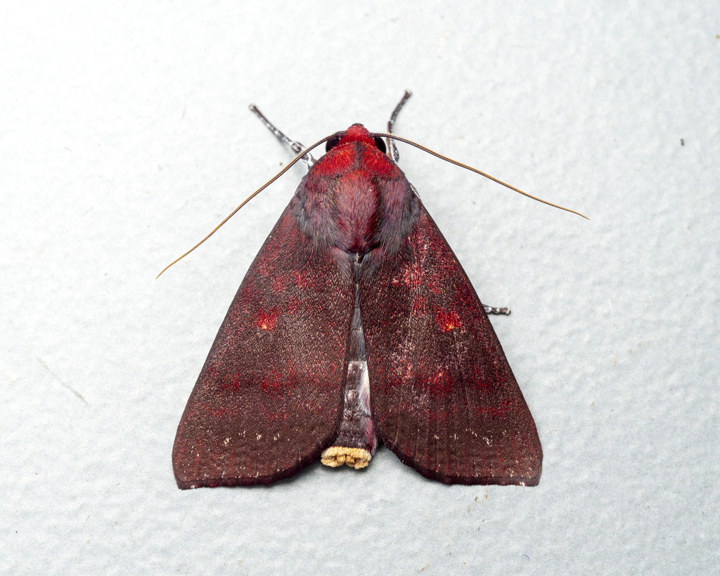 Calymera venusta
