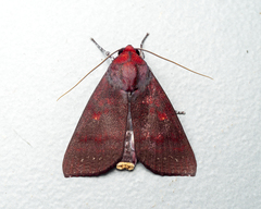 Calymera venusta