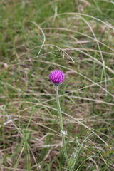 Cirsium dissectum