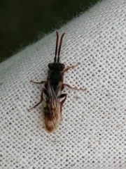 Nomada marshamella