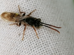 Nomada marshamella