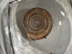 Helicodonta obvoluta