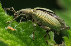 Phyllobius pomaceus