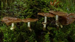 Cortinarius meleagris