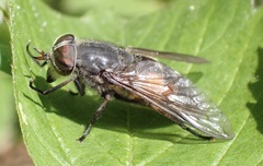 Hybomitra bimaculata