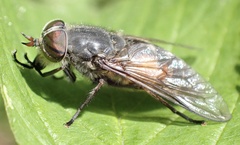 Hybomitra bimaculata