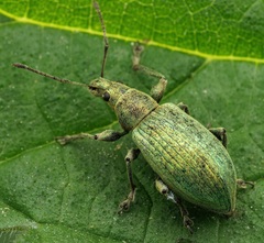 Phyllobius pomaceus