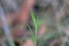 Pterostylis grandiflora