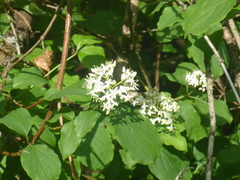 Cornus sanguinea