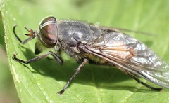 Hybomitra bimaculata