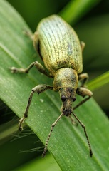 Phyllobius pomaceus
