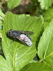 Hybomitra bimaculata