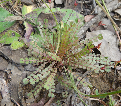 Biophytum crassipes image