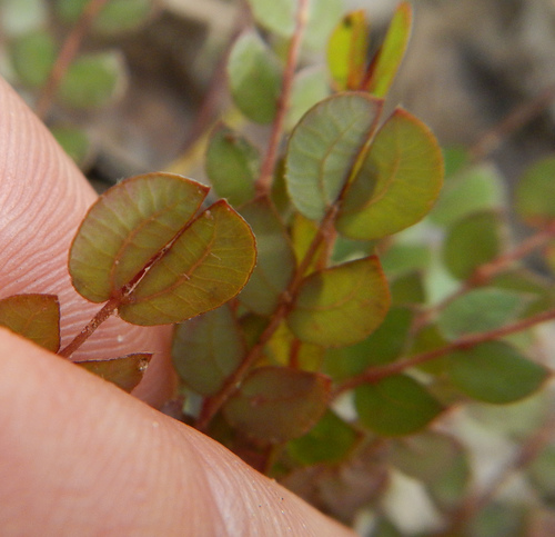 Biophytum crassipes image