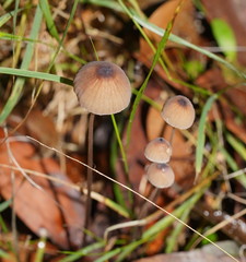 Mycena cystidiosa