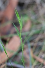 Pterostylis grandiflora