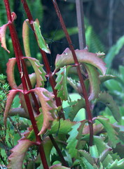 Kalanchoe sexangularis