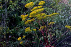 Kalanchoe sexangularis
