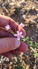 Chaenostoma glabratum