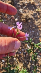 Chaenostoma glabratum