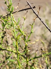 Sclerolaena muricata