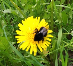 Bombus