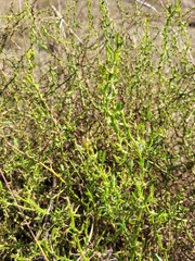 Sclerolaena muricata