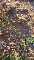 Chaenostoma glabratum