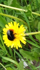 Bombus