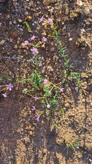 Chaenostoma glabratum