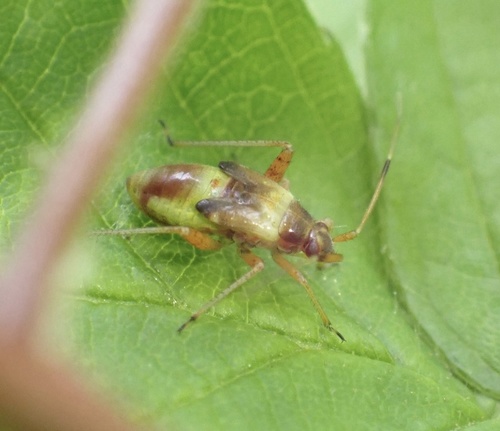 spotted plant bug, De Geelders, Boxtel, North Brabant, NL, photo 6 of 10