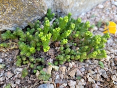 Sedum acre acre