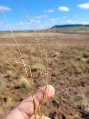 Eragrostis leptostachya