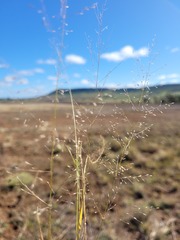 Eragrostis leptostachya