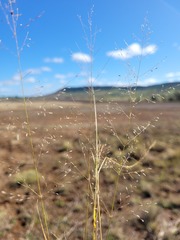 Eragrostis leptostachya