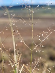 Eragrostis leptostachya