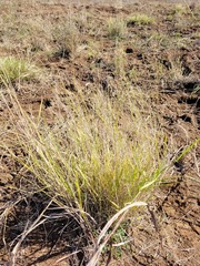 Eragrostis leptostachya