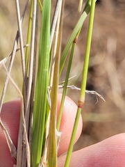 Eragrostis leptostachya