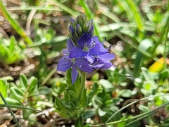 Veronica orsiniana