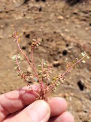 Euphorbia dallachyana