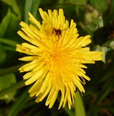 Nomada