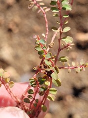 Euphorbia dallachyana