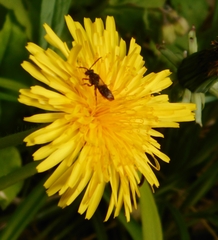 Nomada