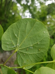 Cacopsylla pulchella